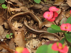 Sphenomorphus indicus