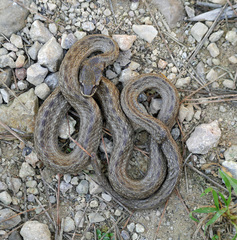 Macroprotodon mauritanicus