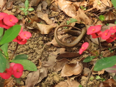 Sphenomorphus indicus