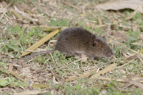 Kemp's grass mouse (Deltamys kempi) — Least Concern Mammalia
