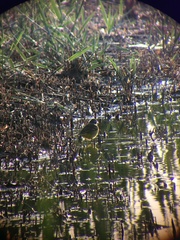 Motacilla flava iberiae