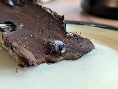 Andrena cineraria