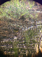 Motacilla flava iberiae