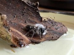 Andrena cineraria