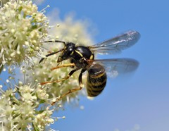 Dolichovespula sylvestris