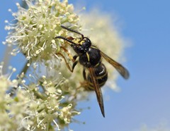 Dolichovespula sylvestris