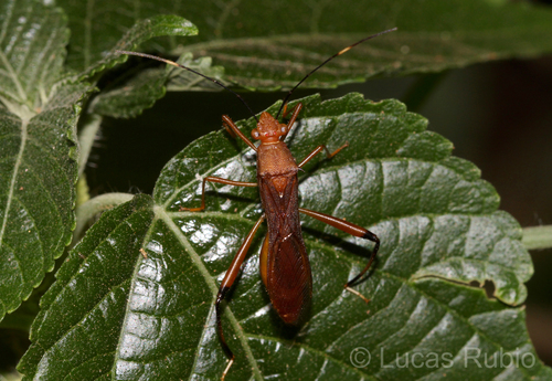 Hyalymenus pulcher