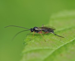 Ctenopelmatinae