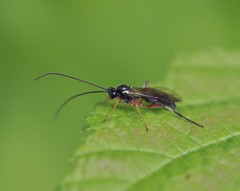 Ctenopelmatinae