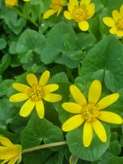 Ficaria verna