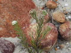 Phylica parviflora