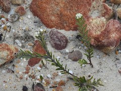 Phylica parviflora
