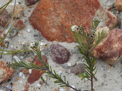 Phylica parviflora