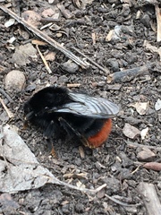 Bombus lapidarius