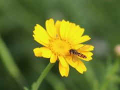 Episyrphus balteatus