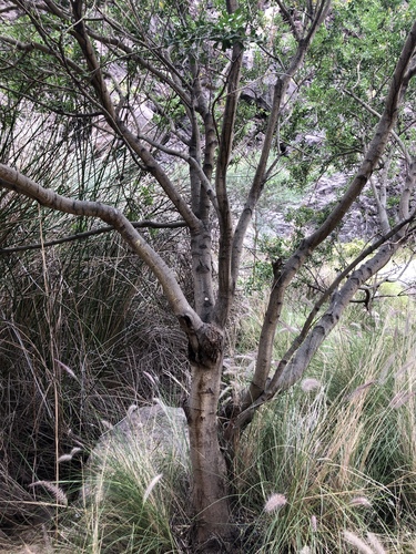 Chamaecytisus prolifer subsp. meridionalis image