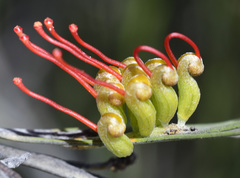 Grevillea cagiana