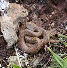 Macroprotodon mauritanicus