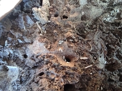 Reticulitermes lucifugus