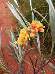 Grevillea refracta refracta