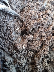 Reticulitermes lucifugus