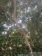 Sarcomphalus platyphyllus