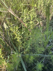 Proserpinaca pectinata