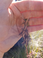 Cymbopogon pospischilii