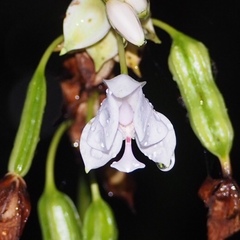 Spathoglottis