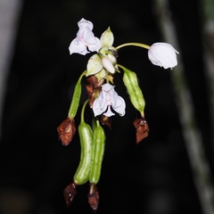 Spathoglottis