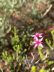 Calytrix carinata