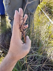 Cymbopogon pospischilii