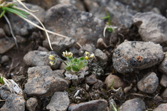 Draba oblongata