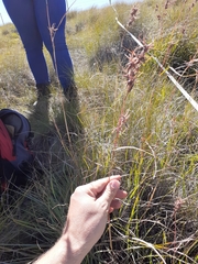 Cymbopogon pospischilii