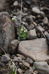 Draba oblongata