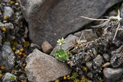 Draba oblongata