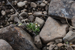 Draba oblongata