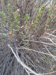 Baccharis pteronioides