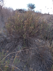 Baccharis pteronioides