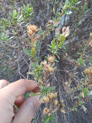 Baccharis pteronioides