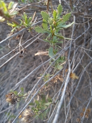 Baccharis pteronioides