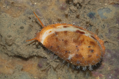 Image of Palmadusta lentiginosa