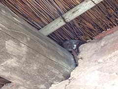 Taphozous mauritianus