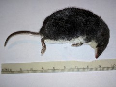 Neomys milleri