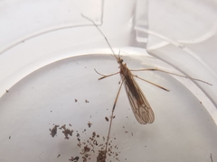 Erioconopa