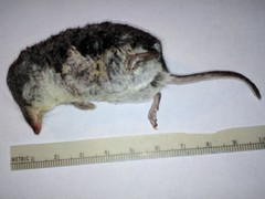 Neomys milleri