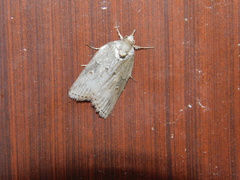 Nycteola asiatica