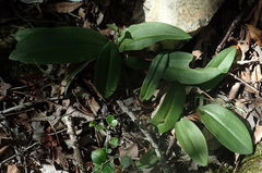 Habenaria arenaria