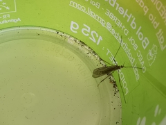 Erioconopa