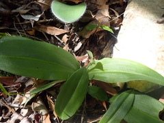 Habenaria arenaria